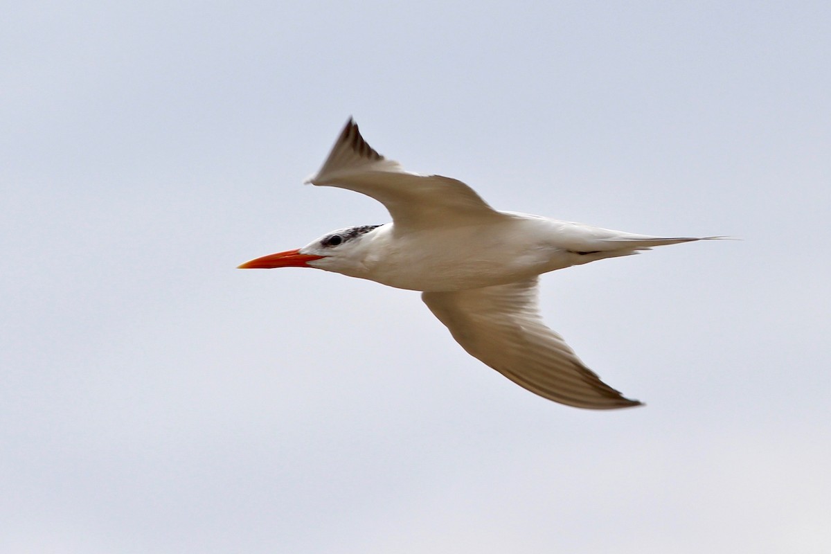 Royal Tern - Oscar Johnson