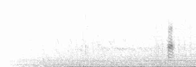 חרטומית חדת-זנב - ML64240741