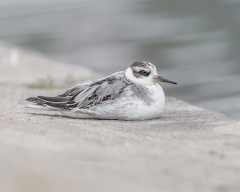 Red Phalarope