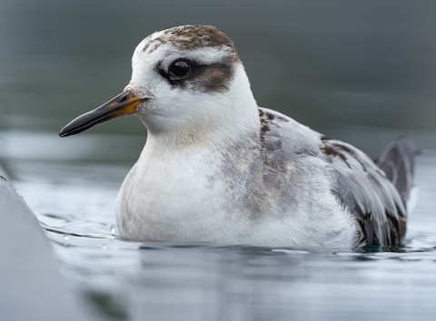 Red Phalarope