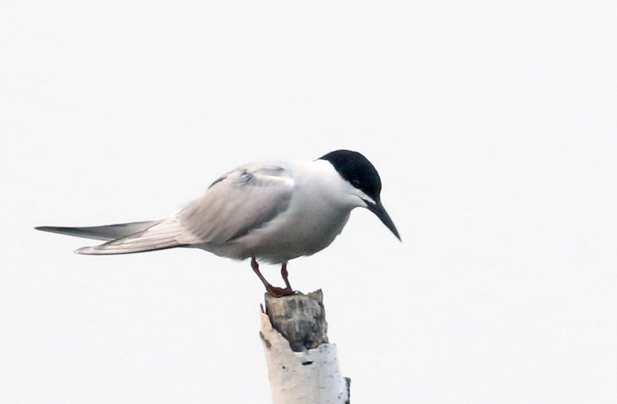 Common Tern (longipennis) - ML64242621