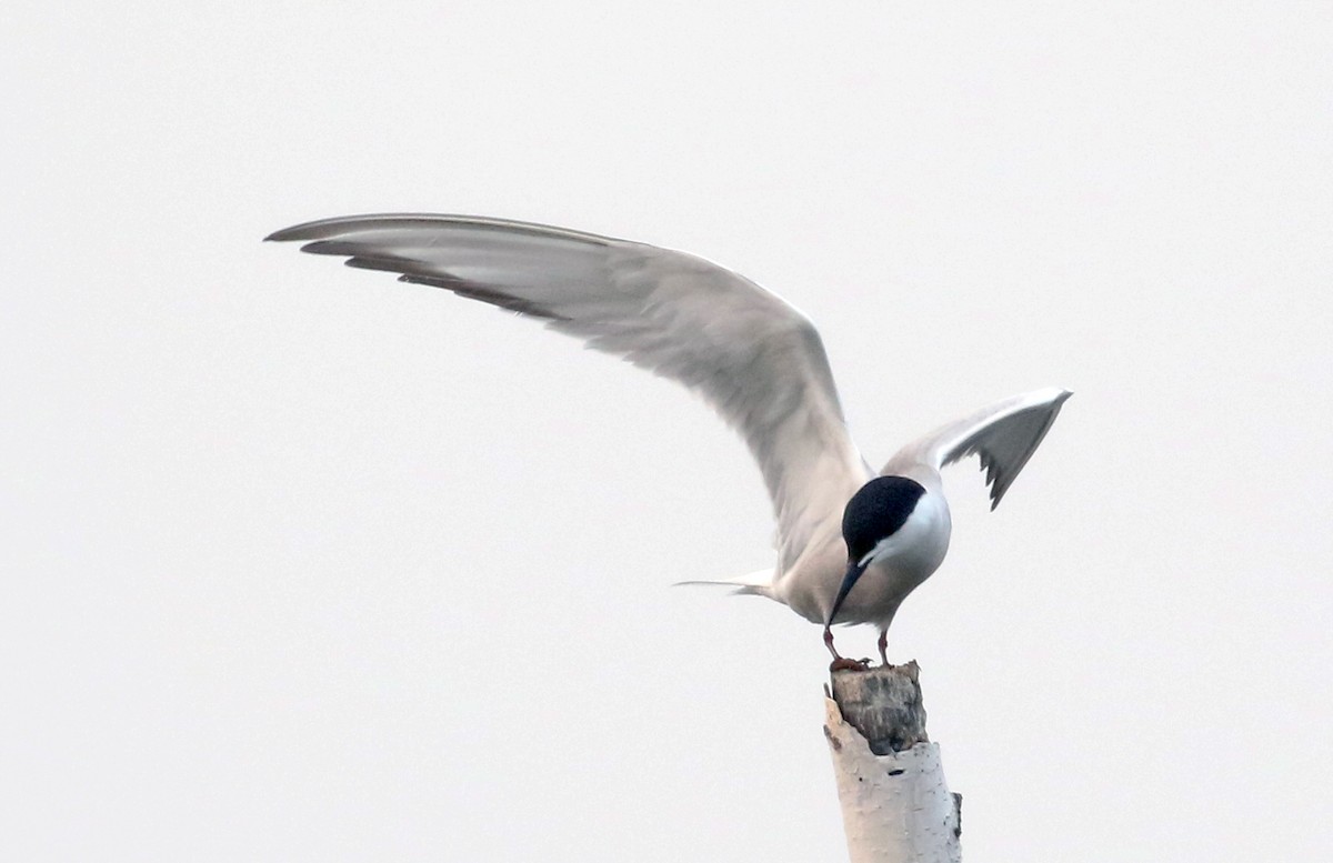 Common Tern (longipennis) - ML64242631