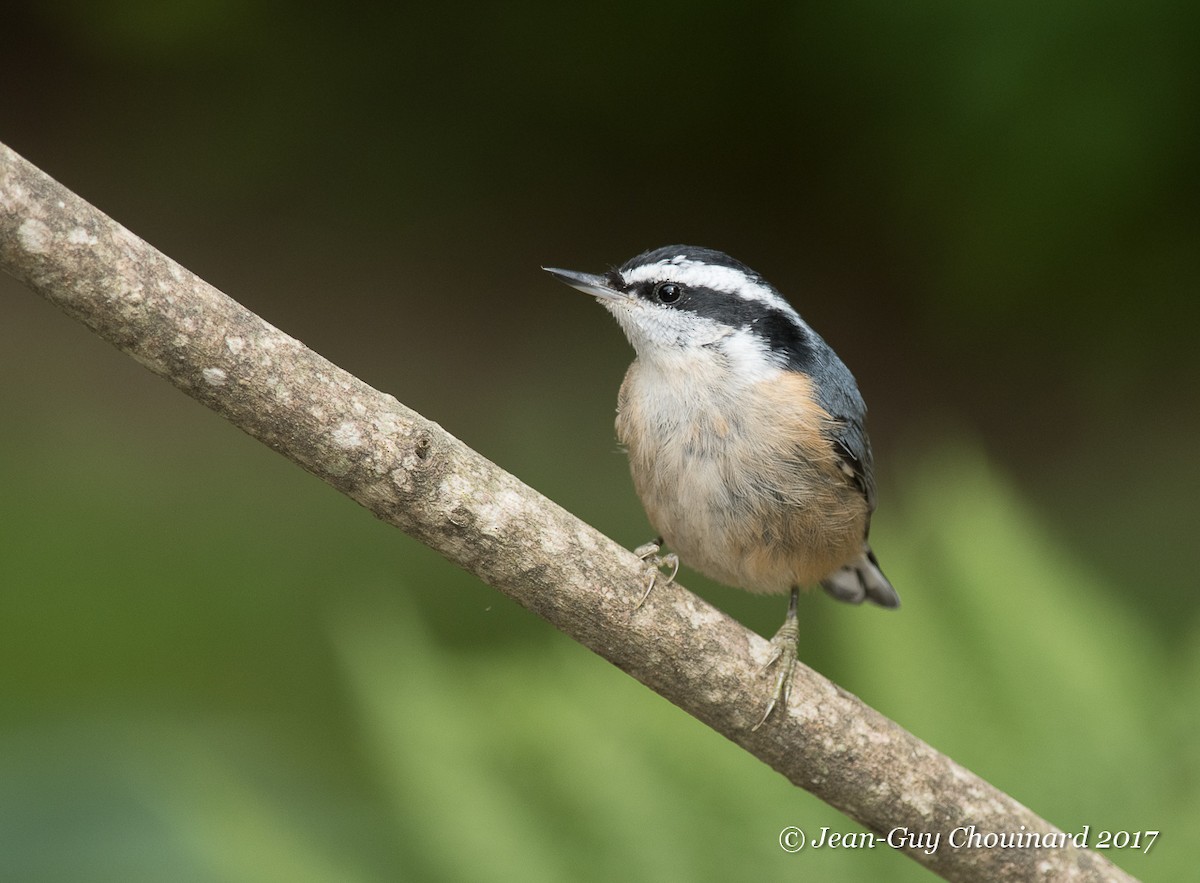 Red-breasted Nuthatch - ML64243381