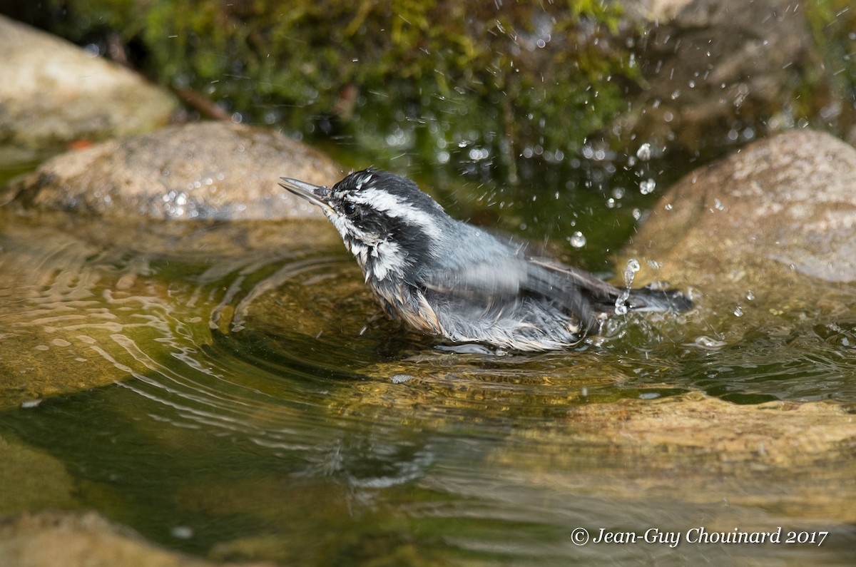 Red-breasted Nuthatch - ML64243391