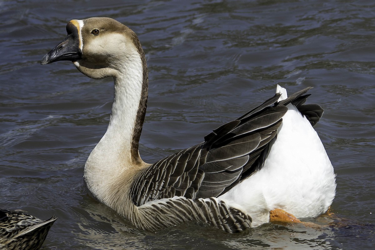 Swan Goose (Domestic type) - ML64243801