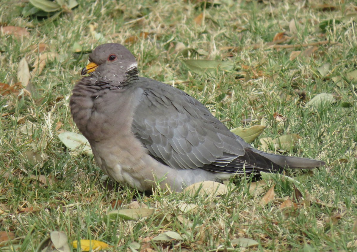 Band-tailed Pigeon - Rod Higbie