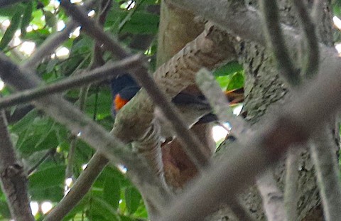 American Redstart - Betty Kanne