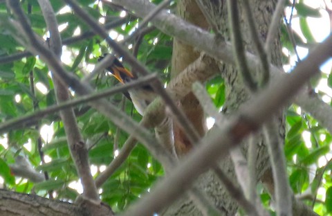 American Redstart - Betty Kanne