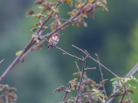 Allen's Hummingbird - James Kendall
