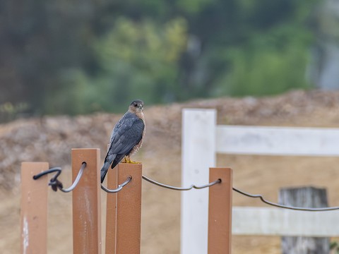 Cooper's Hawk - James Kendall