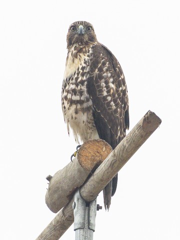 Red-tailed Hawk - James Kendall