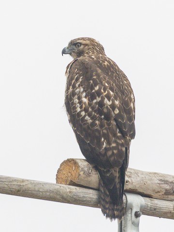 Red-tailed Hawk - James Kendall