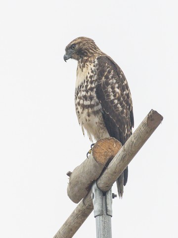 Red-tailed Hawk - James Kendall