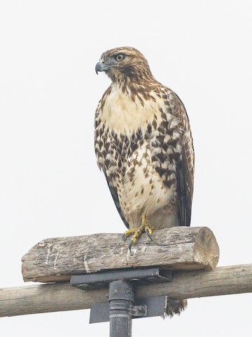Red-tailed Hawk - James Kendall