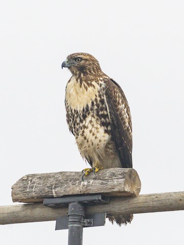 Red-tailed Hawk - James Kendall