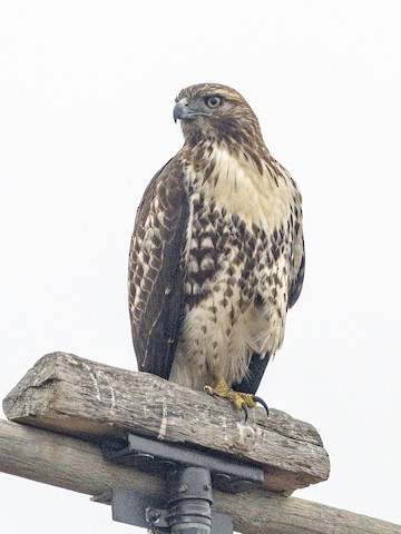 Red-tailed Hawk - James Kendall