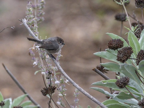 Bushtit - James Kendall