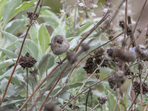 Bushtit - James Kendall