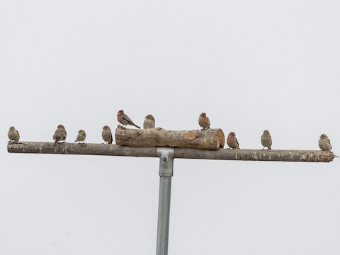 House Finch - James Kendall