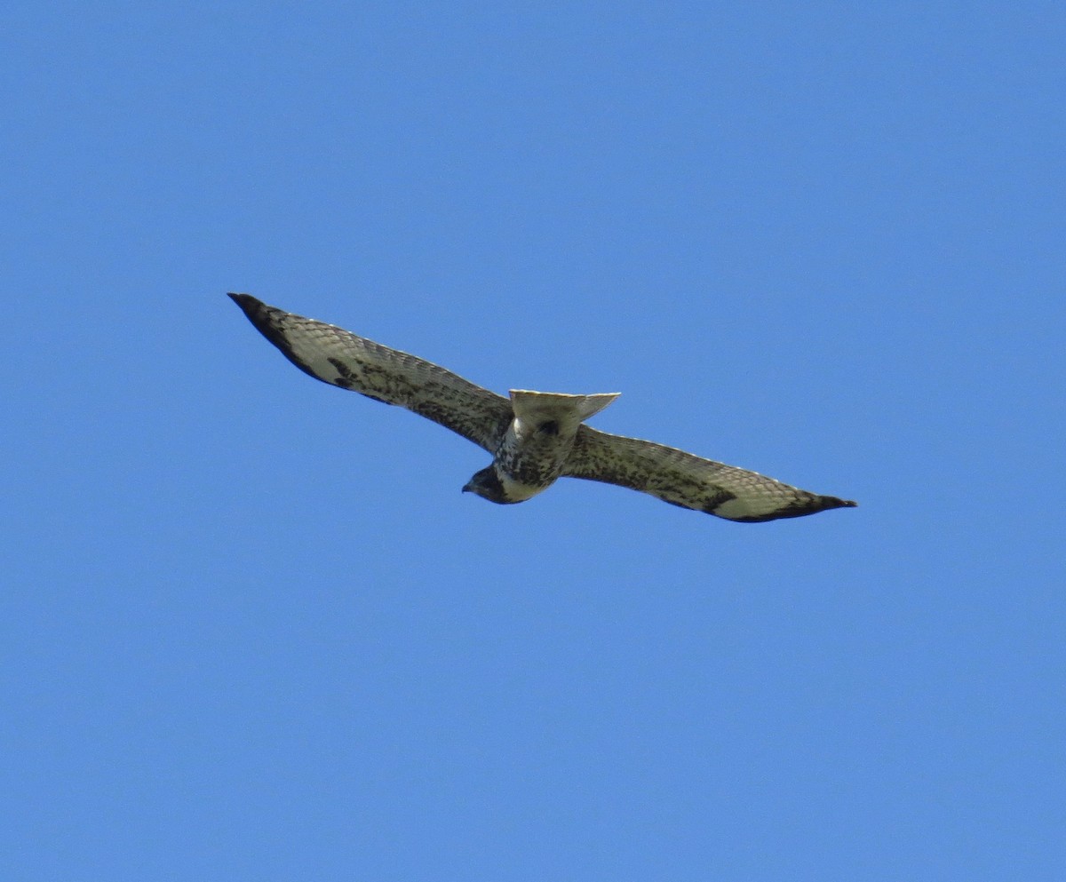 Red-tailed Hawk - ML64245101
