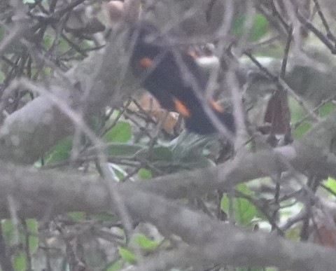 American Redstart - Brian Bleecker