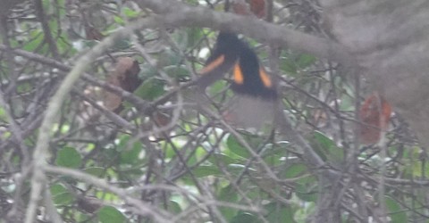 American Redstart - Brian Bleecker