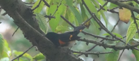 American Redstart - Brian Bleecker