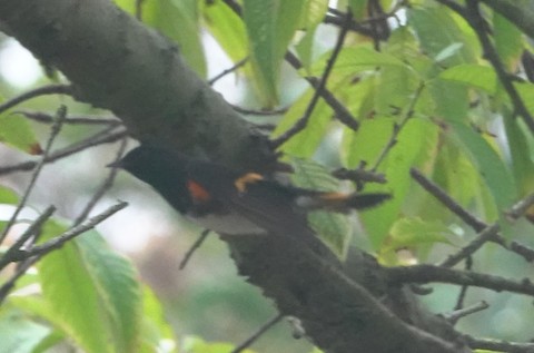 American Redstart - Brian Bleecker