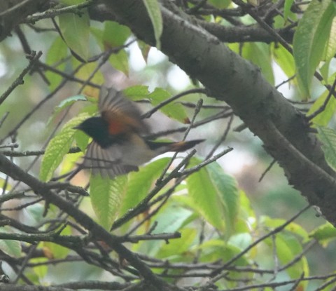 American Redstart - Brian Bleecker