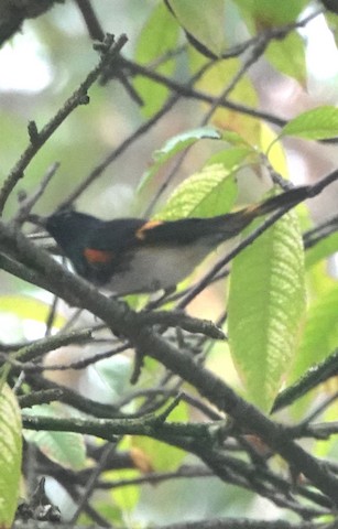 American Redstart - Brian Bleecker