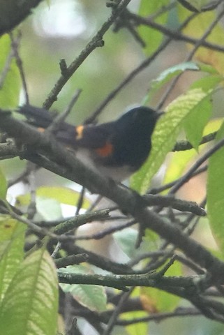 American Redstart - Brian Bleecker