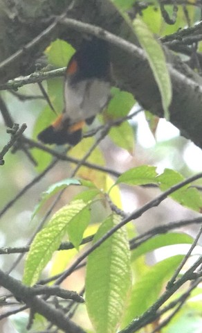 American Redstart - Brian Bleecker