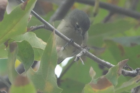 Hutton's Vireo - Brian Bleecker