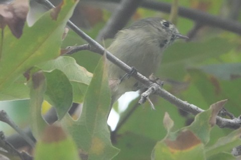 Hutton's Vireo - Brian Bleecker