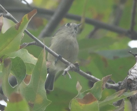 Hutton's Vireo - Brian Bleecker