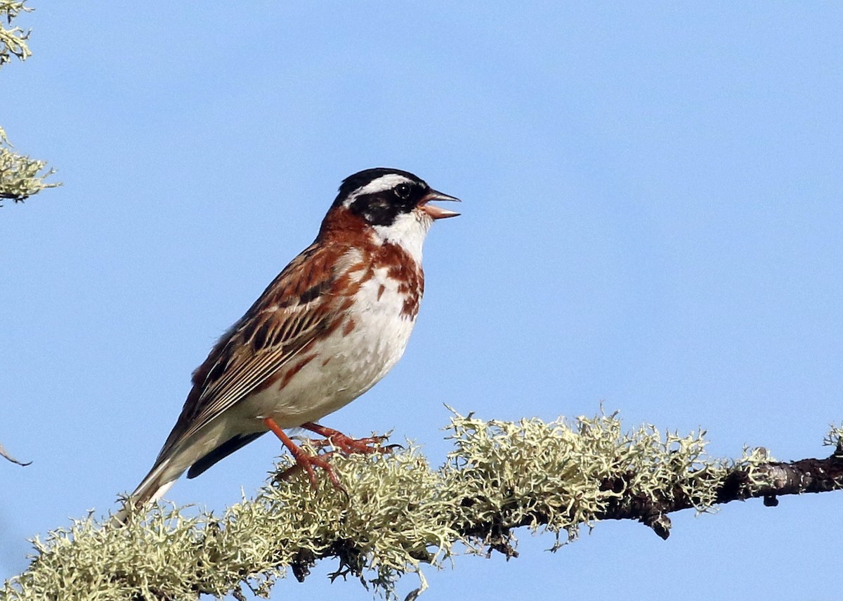 Rustic Bunting - Andrew Spencer