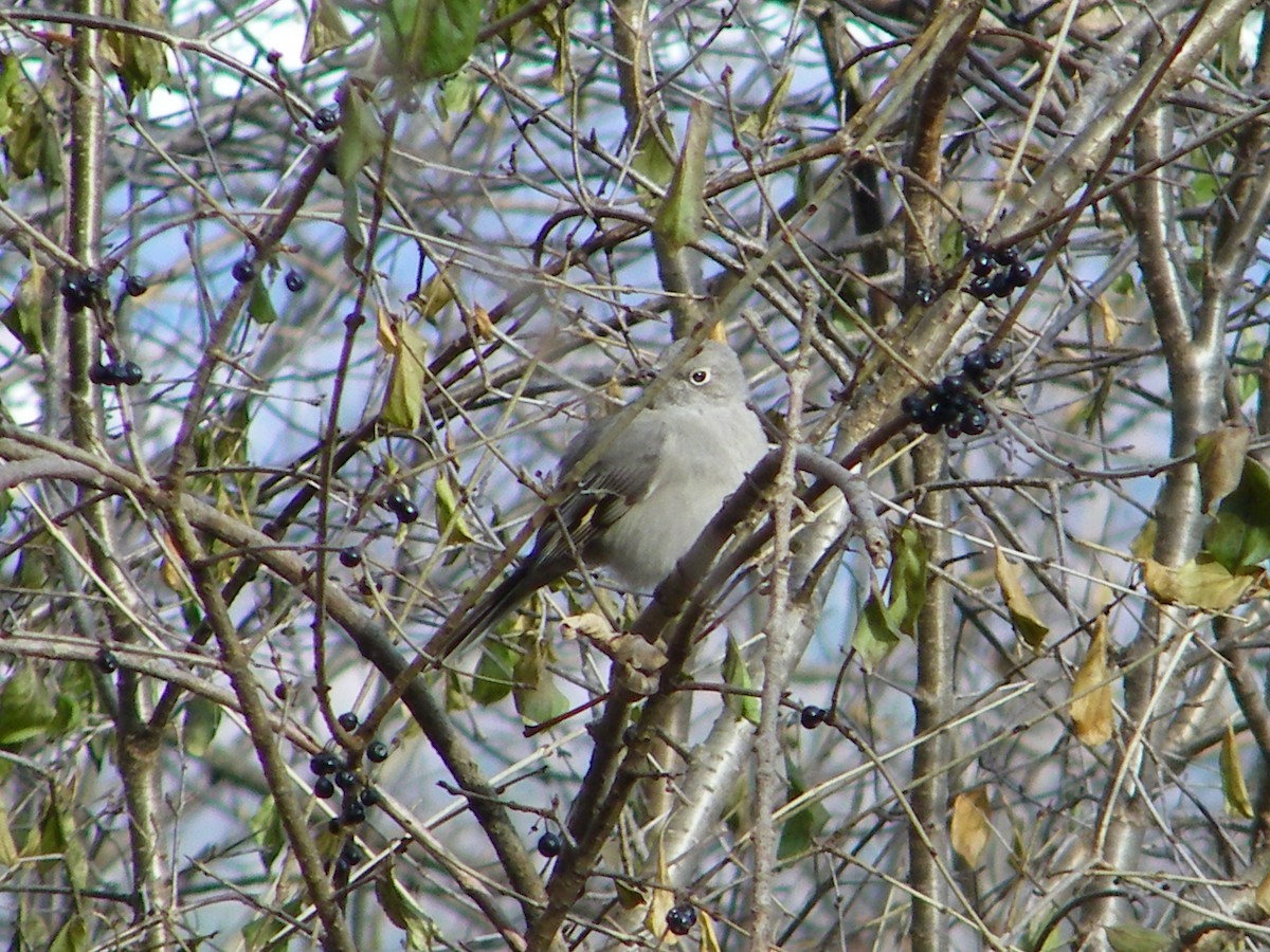 Townsend's Solitaire - Dennis Anderson