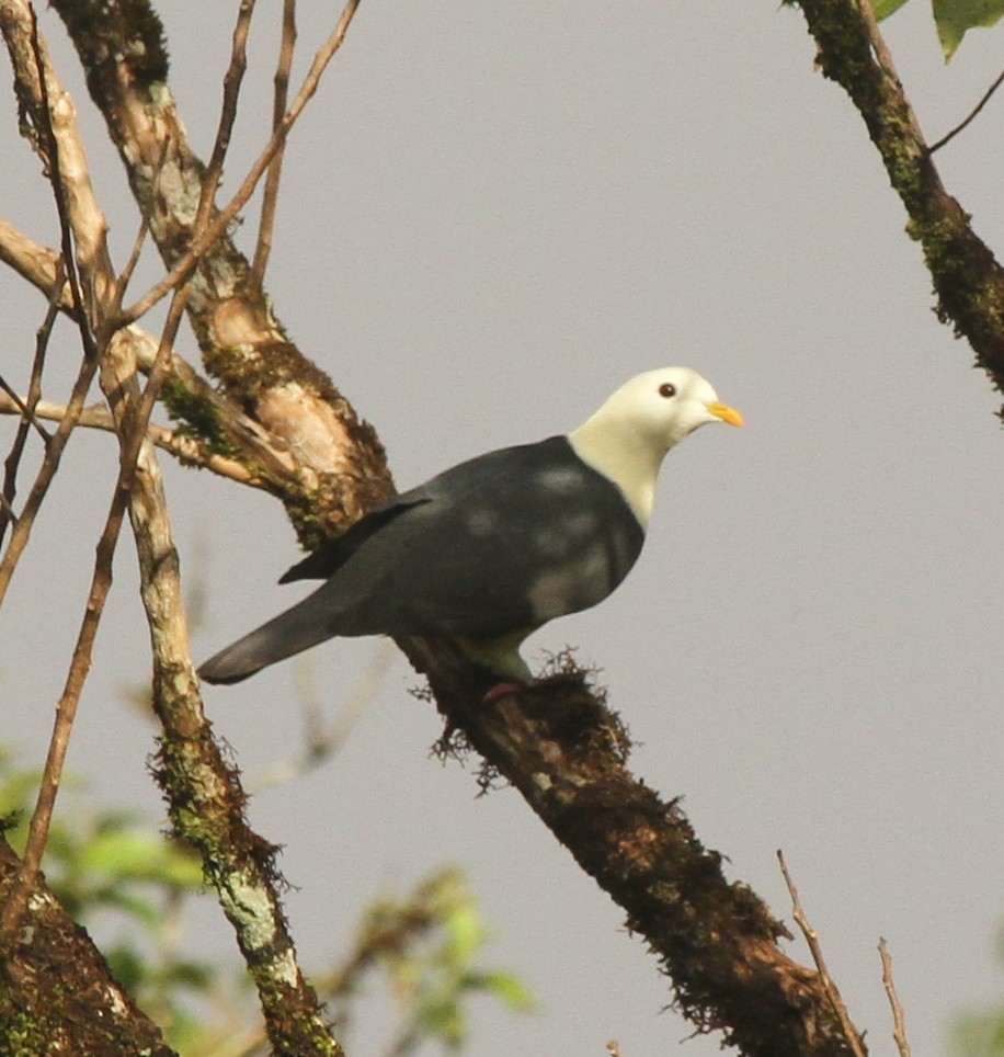 Black-backed Fruit-Dove - ML64249521