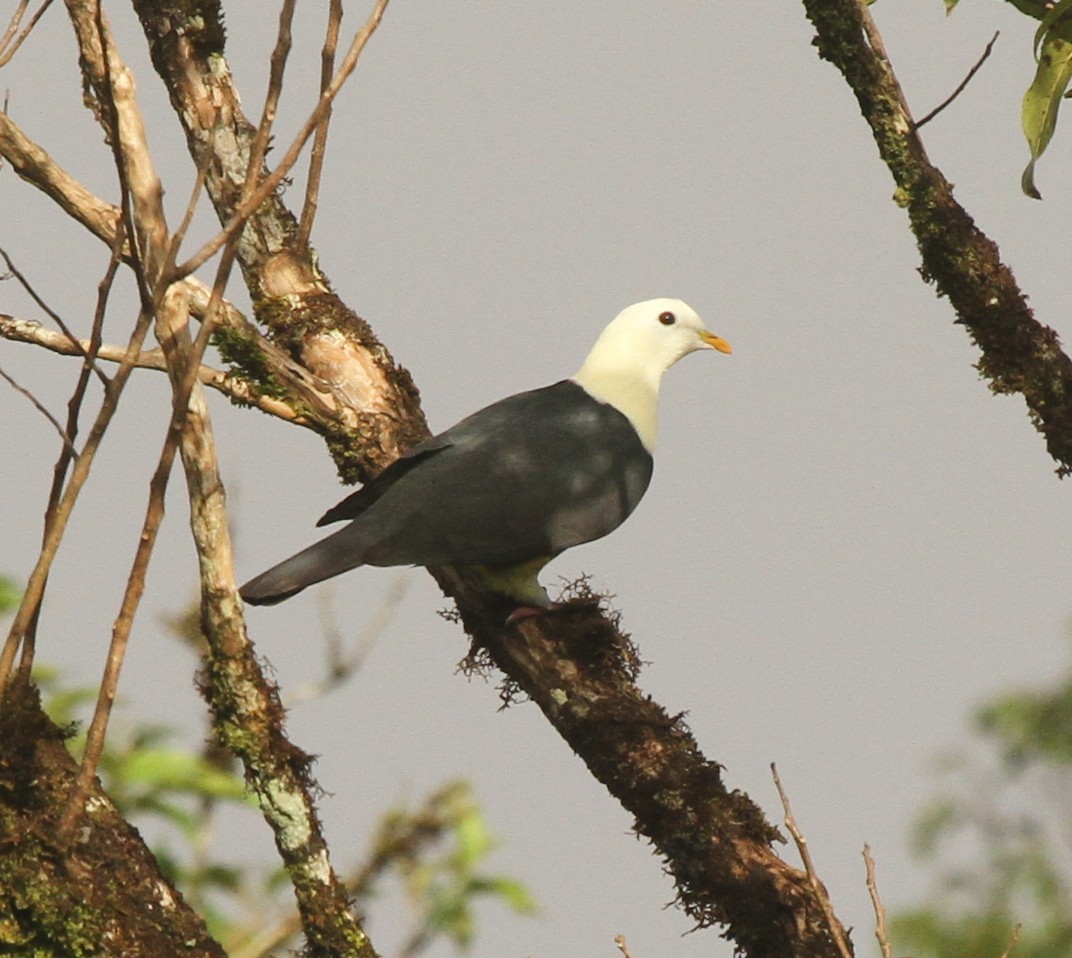 holub černohřbetý - ML64249551