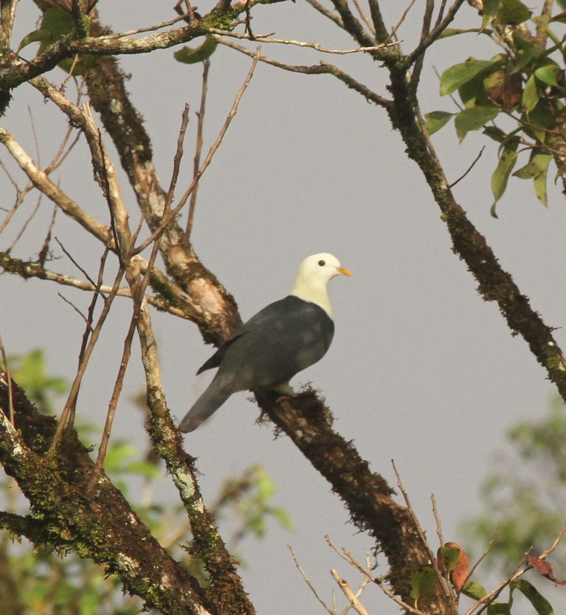 holub černohřbetý - ML64249591