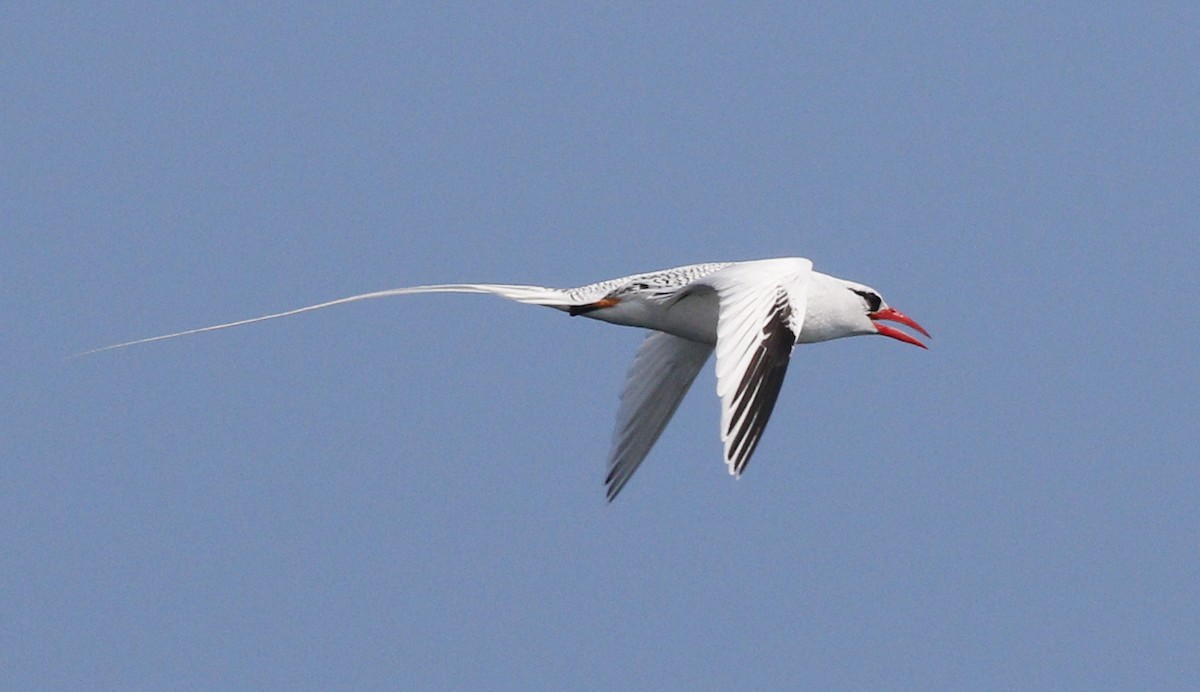 Red-billed Tropicbird - Gary Jarvis