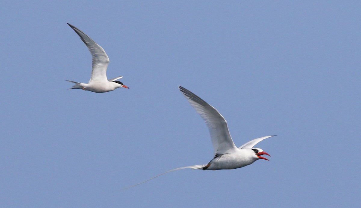 Red-billed Tropicbird - Gary Jarvis