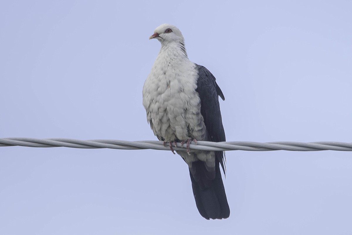 White-headed Pigeon - Adam Fry