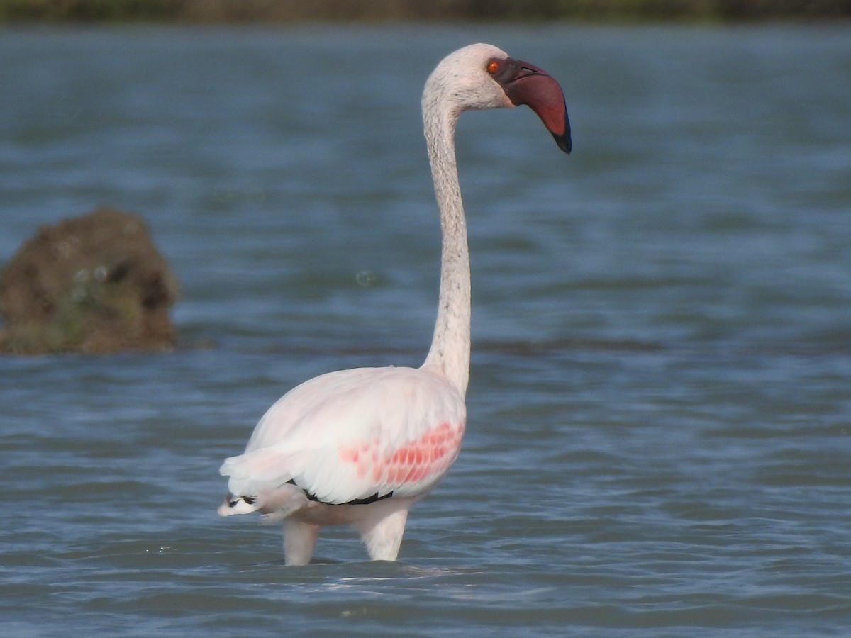 Lesser Flamingo - ML64257211