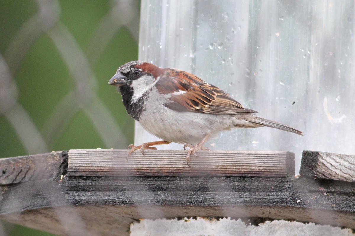 House Sparrow - ML64258181
