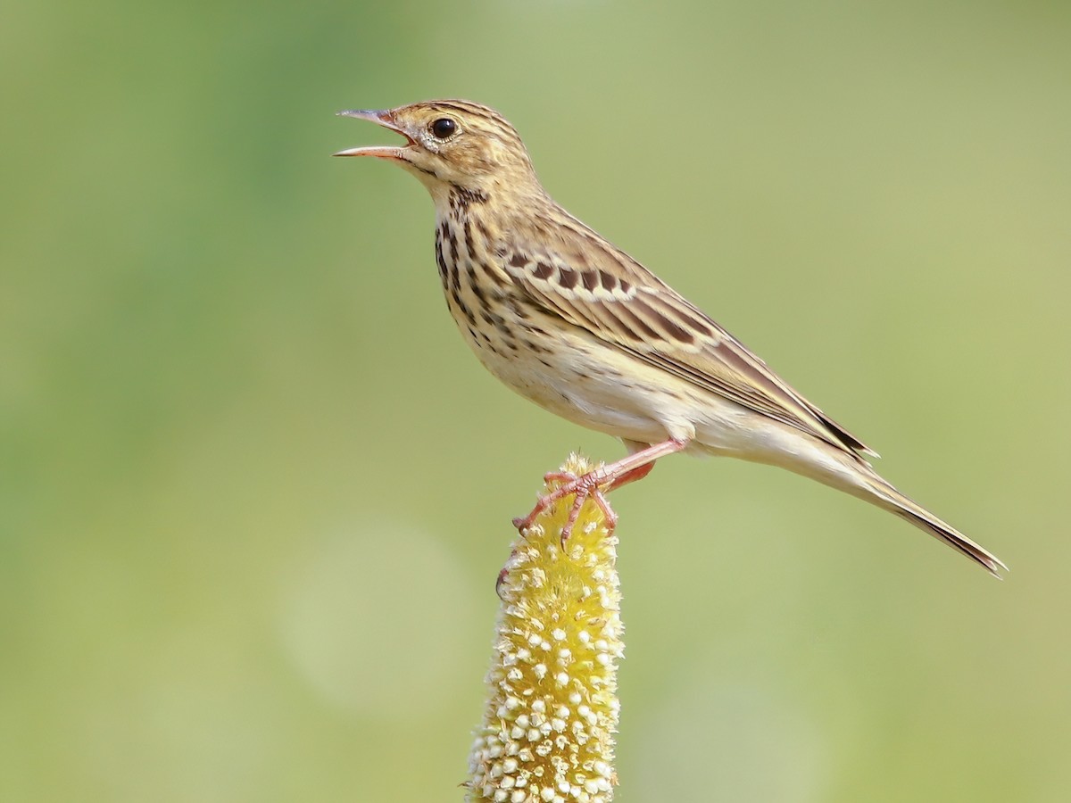 Tree Pipit - Anthus trivialis - Birds of the World