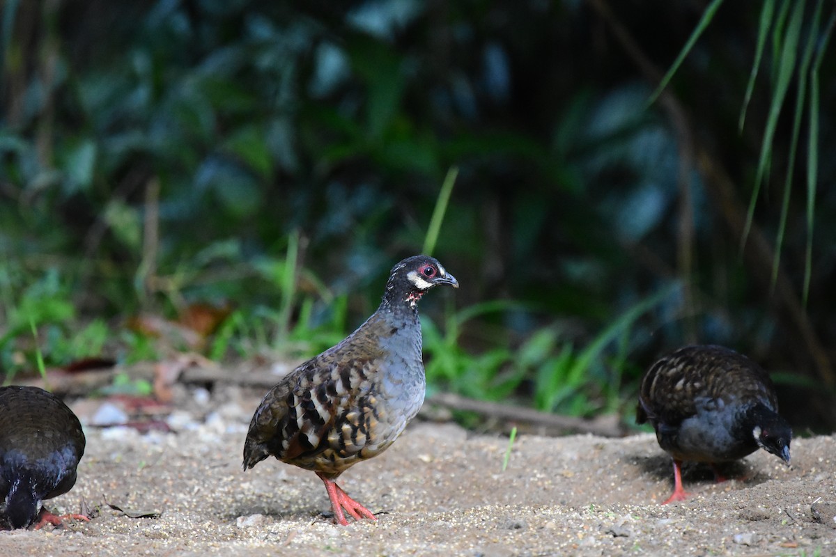 Malayan Partridge - Yuwaree Kamolsawat