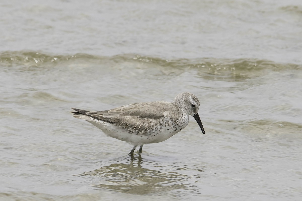 Red Knot - ML64262981