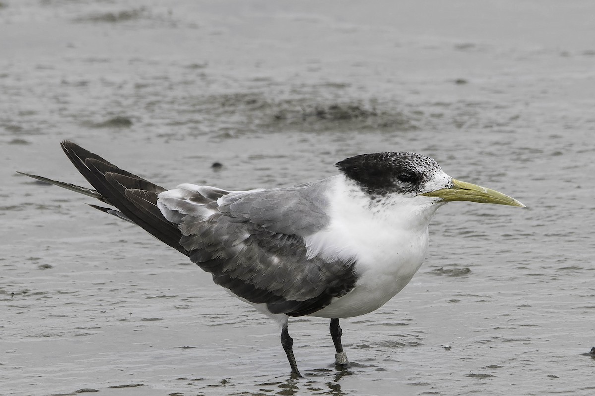 Great Crested Tern - ML64263161
