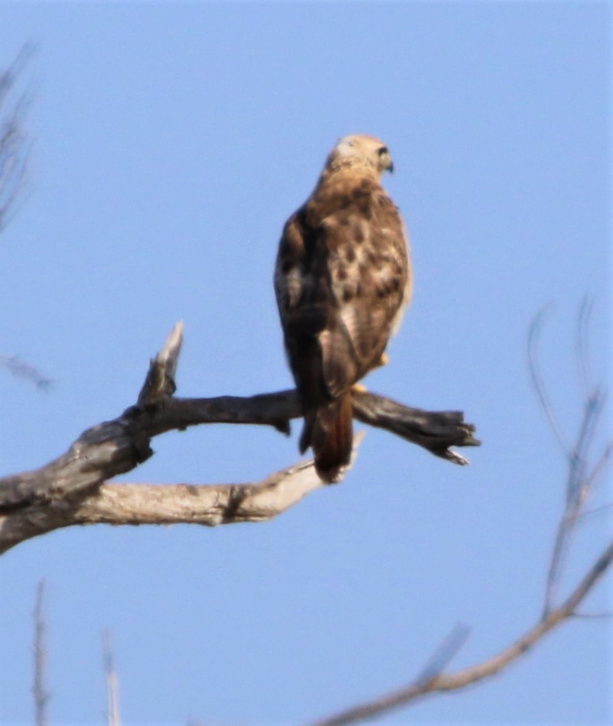 Red-tailed Hawk - ML64264251